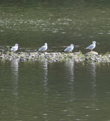 Birds on the Susquehanna River Binghamton, NY