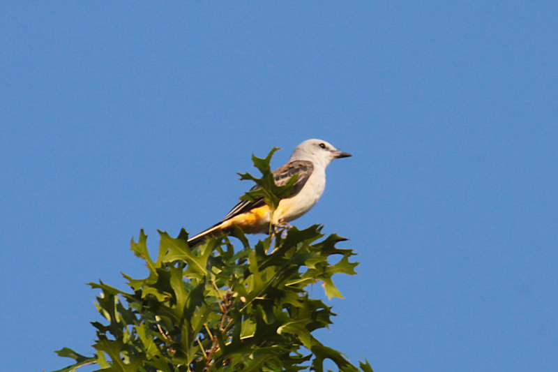 Scissor-tailed Flycatcher