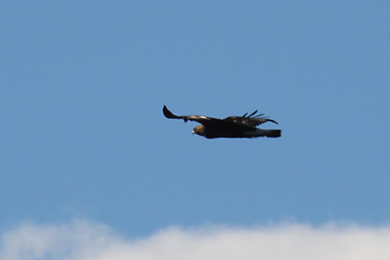 Golden Eagle