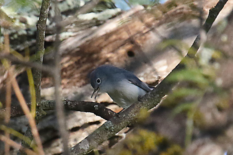 Blue-gray Gnatcatcher