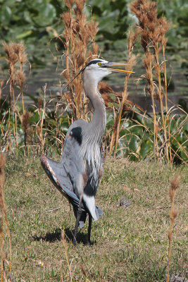 Great Blue Heron