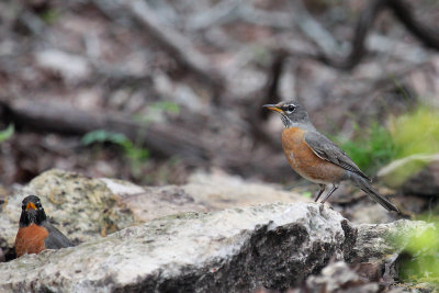 American Robins