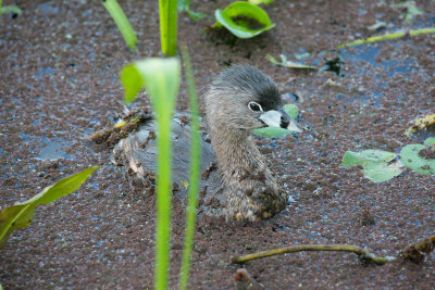 Pied-billed Grebe