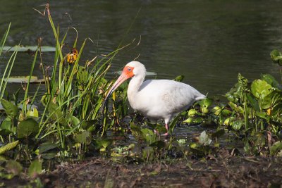 White Ibis