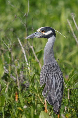 Yellow-crowned Night Heron