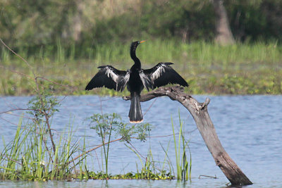 Anhinga
