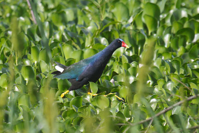Purple Gallinule