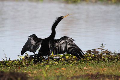 Anhinga