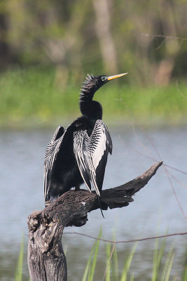 Anhinga
