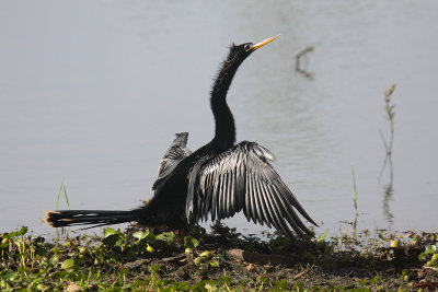 Anhinga