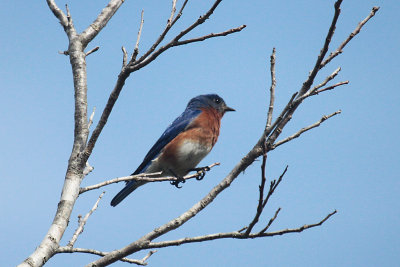 Eastern Bluebird