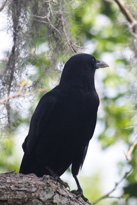 American Crow
