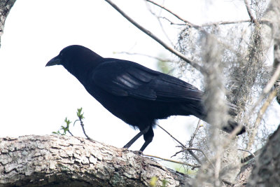 American Crow