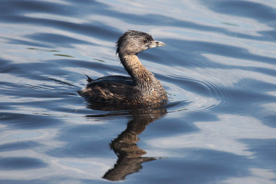 Pied-billed Grebe