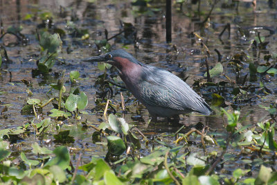 Green Heron