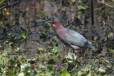 Green Heron