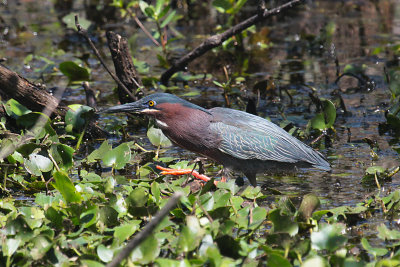 Green Heron