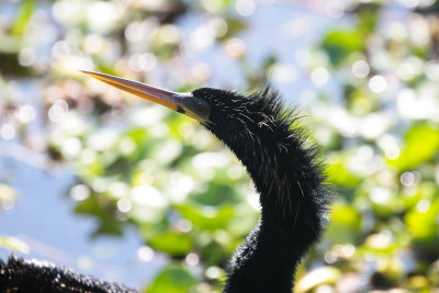 Anhinga