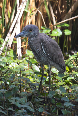 Immature Heron