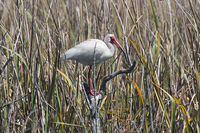 White Ibis