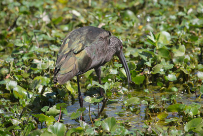 White-faced Ibis