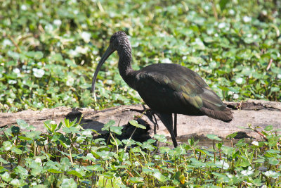 White-faced Ibis