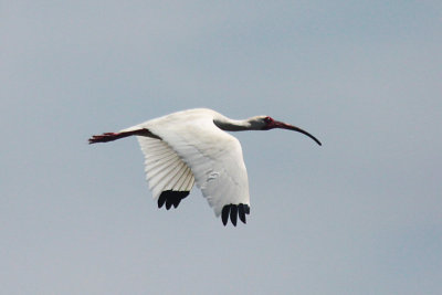White Ibis flying
