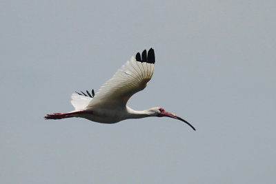 White Ibis flying