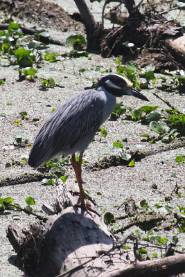 Yellow-crowned Night Heron