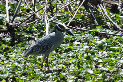 Yellow-crowned Night Heron