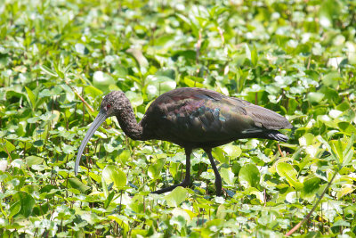 White-faced Ibis