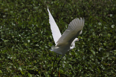 Snowy Egret