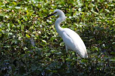 Snowy Egret