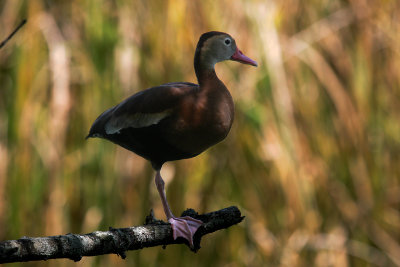 Black-bellied Whistling Duck