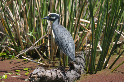 Yellow-crowned Night Heron