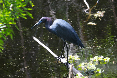 Tricolored Heron