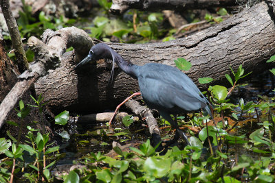 Tricolored Heron