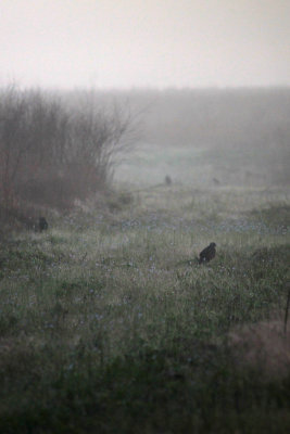 Red-shouldered Hawks