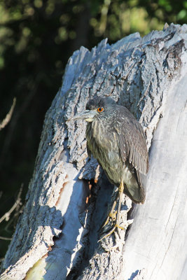 Black-crowned Night Heron