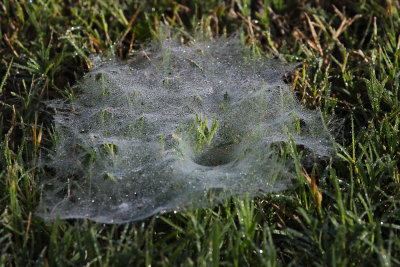 Funnel Spider Web