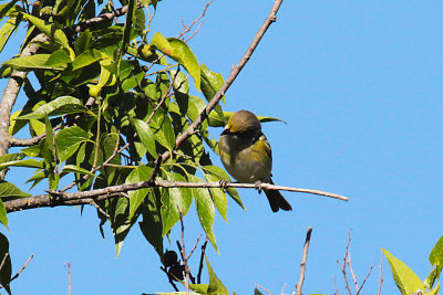 White-eyed Vireo