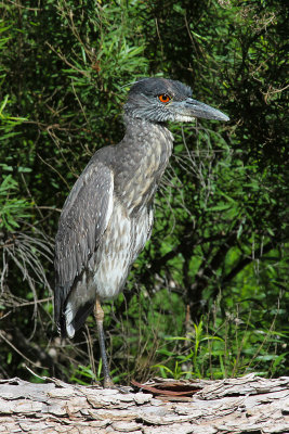 Black-crowned Night Heron