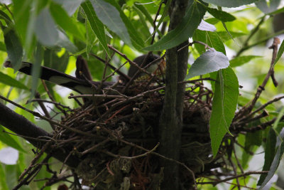 Yellow-billed Cuckoo on Nest