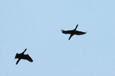 Neotropic Cormorant