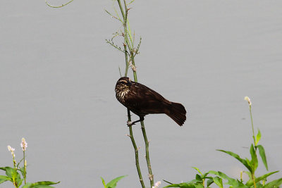 Red-winged Blackbird, female