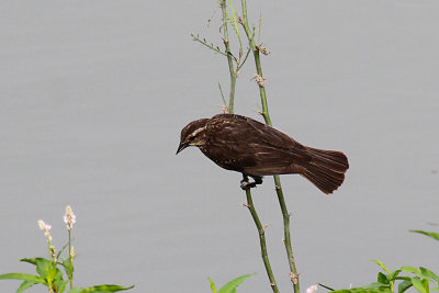 Red-winged Blackbird, female