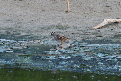 White-crowned Sparrow