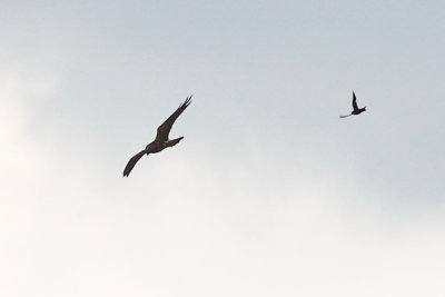 Swainson's Hawk being chased