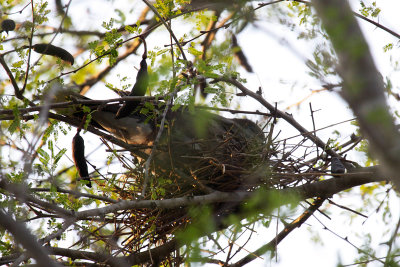 Plain Chachalaca on nest