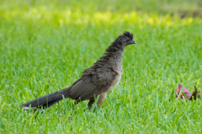 Plain Chachalaca